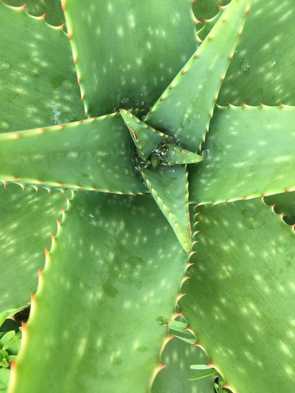 Benefits of Aloe Vera and Your Skin