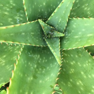 Benefits of Aloe Vera and Your Skin